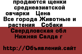 продаются щенки среднеазиатской овчарки › Цена ­ 30 000 - Все города Животные и растения » Собаки   . Свердловская обл.,Нижняя Салда г.